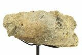 Fossil Dinosaur Skull Section w/ Metal Stand - South Dakota #294896-2